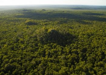 La Danta, en el Mirador Río Azul, dentro de la Gran Selva Maya. / Foto: Conap.