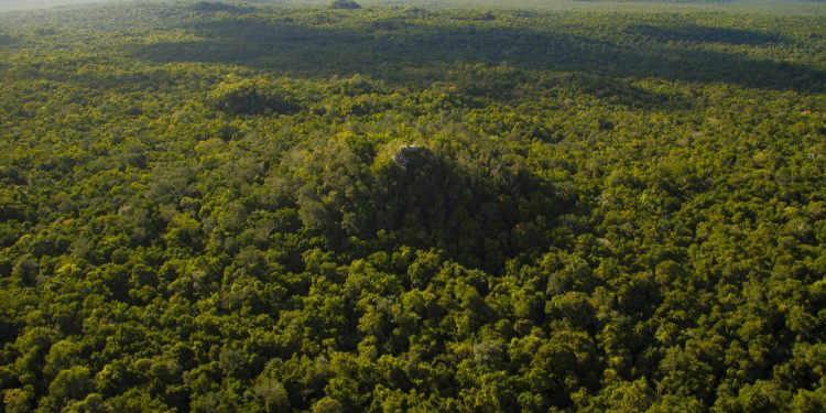 La Danta, en el Mirador Río Azul, dentro de la Gran Selva Maya. / Foto: Conap.