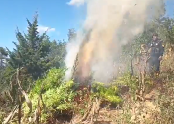 Destruyen plantación de marihuana en Totonicapán. / Foto: PNC.