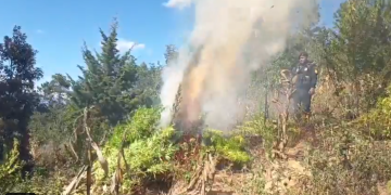 Destruyen plantación de marihuana en Totonicapán. / Foto: PNC.