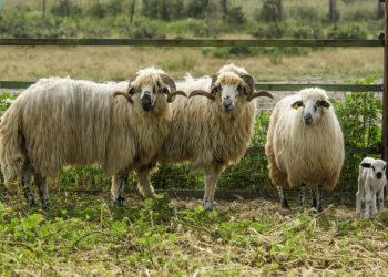 Vinculan al ganado en las infecciones por peste prehistóricas. / Foto: EFE.