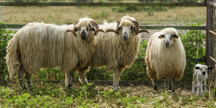 Vinculan al ganado en las infecciones por peste prehistóricas. / Foto: EFE.
