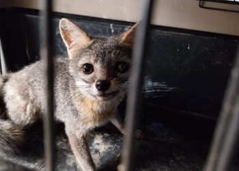 Cachorro de zorro gris rescatado en Quetzaltenango. / Foto: Conap.