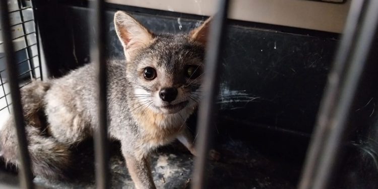 Cachorro de zorro gris rescatado en Quetzaltenango. / Foto: Conap.