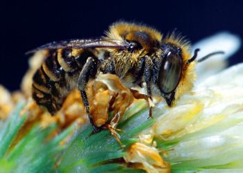 Las abejas son parte importante de los polinizadores que aportan a la productividad de la agricultura. / Foto: FAO.