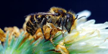 Las abejas son parte importante de los polinizadores que aportan a la productividad de la agricultura. / Foto: FAO.