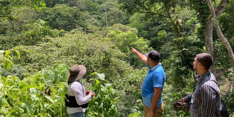 Incentivos forestales en Zacapa garantizan más bosques y desarrollo local