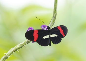 "Heliconius melpomene", una de las especies de mariposas estudiadas por el entomólogo en Quepos (Costa Rica). / Foto: EFE.