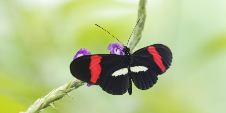 "Heliconius melpomene", una de las especies de mariposas estudiadas por el entomólogo en Quepos (Costa Rica). / Foto: EFE.
