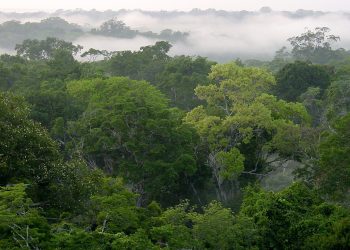 Los suelos de los bosques tropicales emitirán más CO2 a la atmósfera a causa del calentamiento del planeta.