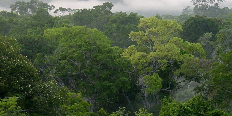 Los suelos de los bosques tropicales emitirán más CO2 a la atmósfera a causa del calentamiento del planeta.