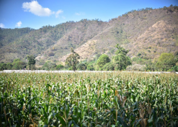 El MAGA reafirma que continuará brindando asistencia técnica a los productores y mantendrá un monitoreo constante. / Foto: MAGA.
