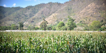 El MAGA reafirma que continuará brindando asistencia técnica a los productores y mantendrá un monitoreo constante. / Foto: MAGA.