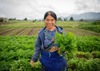 El Crédito Tob’anik se consolida como una herramienta financiera clave para el campo guatemalteco. / Foto: Álvaro Interiano
