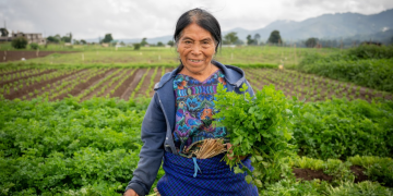 El Crédito Tob’anik se consolida como una herramienta financiera clave para el campo guatemalteco. / Foto: Álvaro Interiano