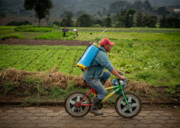 El Crédito Tob’anik se consolida como una herramienta financiera clave para el campo guatemalteco. / Foto: Álvaro Interiano.