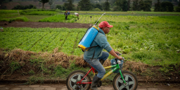 El Crédito Tob’anik se consolida como una herramienta financiera clave para el campo guatemalteco. / Foto: Álvaro Interiano.