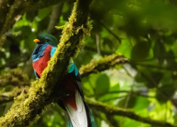 Conap lidera acciones de conservación del quetzal, ave nacional. (Foto: Conap)