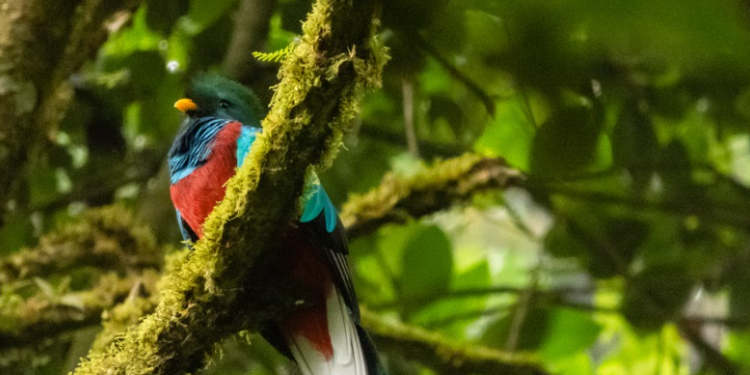 Conap lidera acciones de conservación del quetzal, ave nacional. (Foto: Conap)