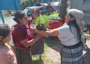 La entrega de 10 mil plantas forestales representa un paso significativo en los esfuerzos por restaurar la cuenca del río Cuilco. / Foto: MAGA.