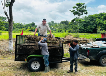 El Vipetén cuenta actualmente con siete brigadas especializadas que trabajan en los 14 municipios del departamento. / Foto: MAGA.