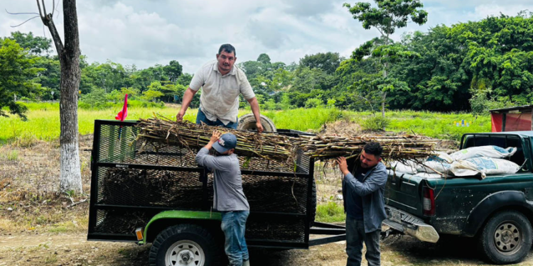 El Vipetén cuenta actualmente con siete brigadas especializadas que trabajan en los 14 municipios del departamento. / Foto: MAGA.