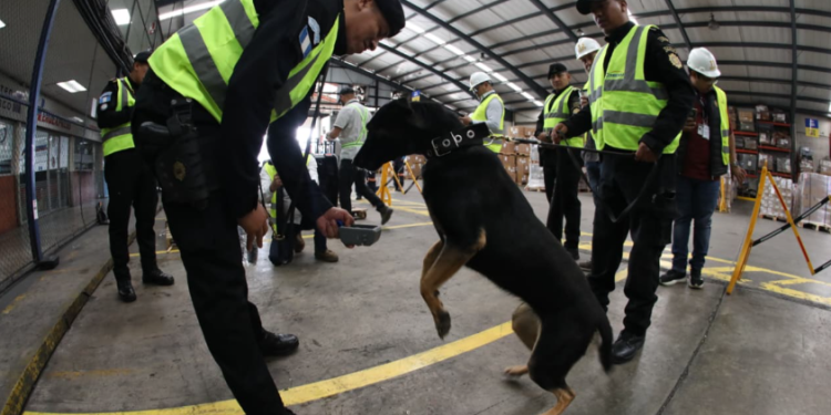 En Guatemala, la incorporación de nuevos perros K-9 representa también un respaldo a las acciones que buscan desarticular redes de narcotráfico. / Foto: Mingob.