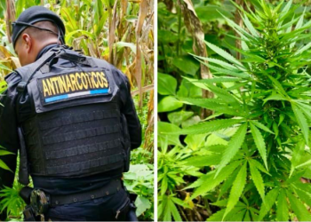 Policía antinarcóticos logra la erradicación de 12 mil matas de marihuana. / Foto: Mingob.