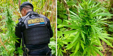 Policía antinarcóticos logra la erradicación de 12 mil matas de marihuana. / Foto: Mingob.