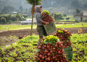 Crédito Tob'anik representa una oportunidad para productores que históricamente no han tenido acceso a créditos formales. / Foto: Álvaro Interiano.