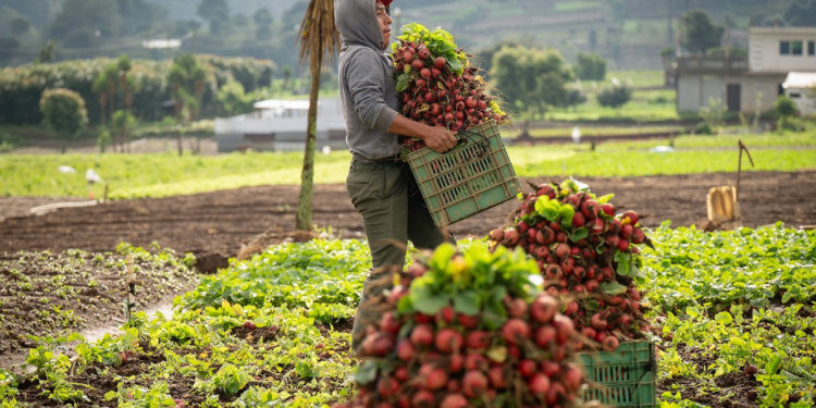 Crédito Tob'anik representa una oportunidad para productores que históricamente no han tenido acceso a créditos formales. / Foto: Álvaro Interiano.