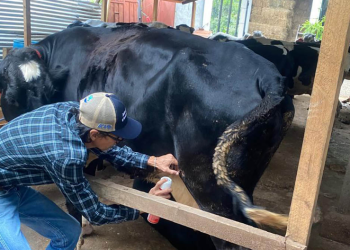 El MAGA realizó la inspección a más de nueve mil animales por Gusano Barrenador. (Foto: MAGA)
