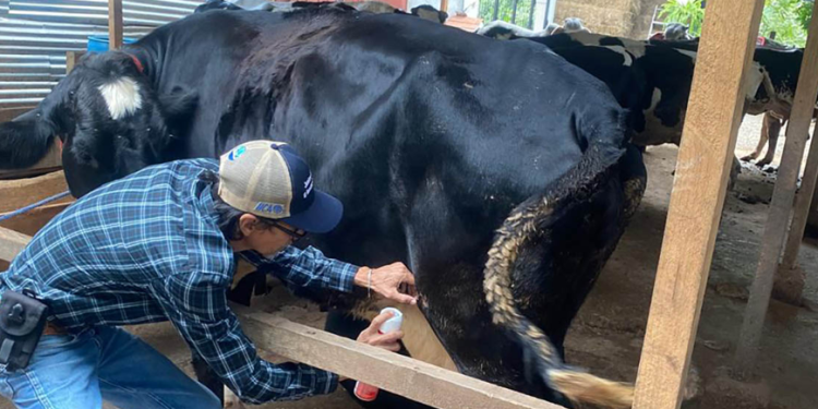 El MAGA realizó la inspección a más de nueve mil animales por Gusano Barrenador. (Foto: MAGA)