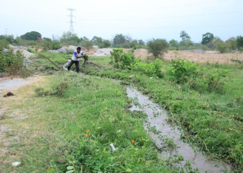 Los principales afectados son los cultivos de granos básicos como maíz y frijol, así como café, cardamomo, hortalizas, pastos y hule. / Foto: MAGA.