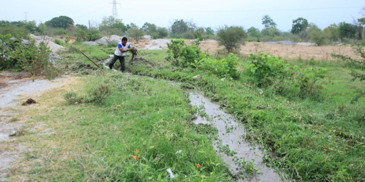 Los principales afectados son los cultivos de granos básicos como maíz y frijol, así como café, cardamomo, hortalizas, pastos y hule. / Foto: MAGA.