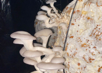 Con este tipo de programas, el MAGA busca que las familias aprovechen los recursos locales disponibles para fortalecer su salud y bienestar. / Foto: MAGA