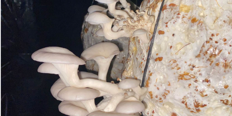 Con este tipo de programas, el MAGA busca que las familias aprovechen los recursos locales disponibles para fortalecer su salud y bienestar. / Foto: MAGA