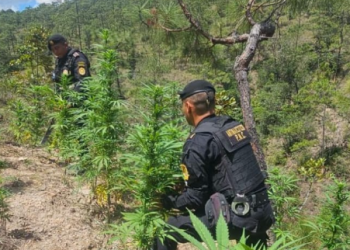 PNC localizó e incineró más de 14 matas de marihuana en Totonicapán./Foto: PNC.