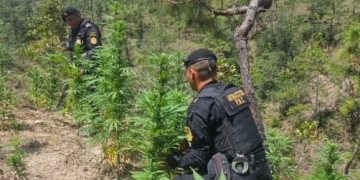 PNC localizó e incineró más de 14 matas de marihuana en Totonicapán./Foto: PNC.