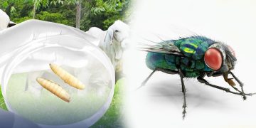 El gusano barrenador también representa un riesgo considerable para el ganado y otras especies. / Foto: MAGA