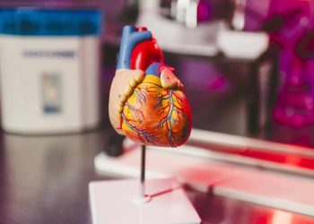 El proyecto que mostró un porcentaje de éxito del 95 % en la detección de anomalías del corazón en ratones con tan solo escuchar los latidos.