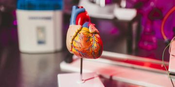 El proyecto que mostró un porcentaje de éxito del 95 % en la detección de anomalías del corazón en ratones con tan solo escuchar los latidos.