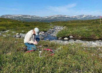 Científicos estudian la expansión de plantas que colonizan el Ártico.