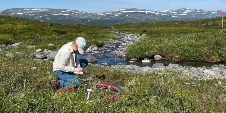 Científicos estudian la expansión de plantas que colonizan el Ártico.