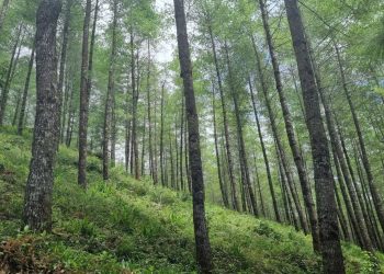 Quiché ha recibido más de 560 millones de quetzales en incentivos forestales