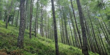 Quiché ha recibido más de 560 millones de quetzales en incentivos forestales