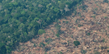 Detectan impacto en las lluvias por la deforestación en la Amazonía. / Foto: EFE.