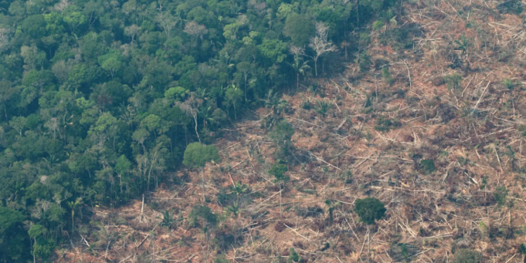Detectan impacto en las lluvias por la deforestación en la Amazonía. / Foto: EFE.