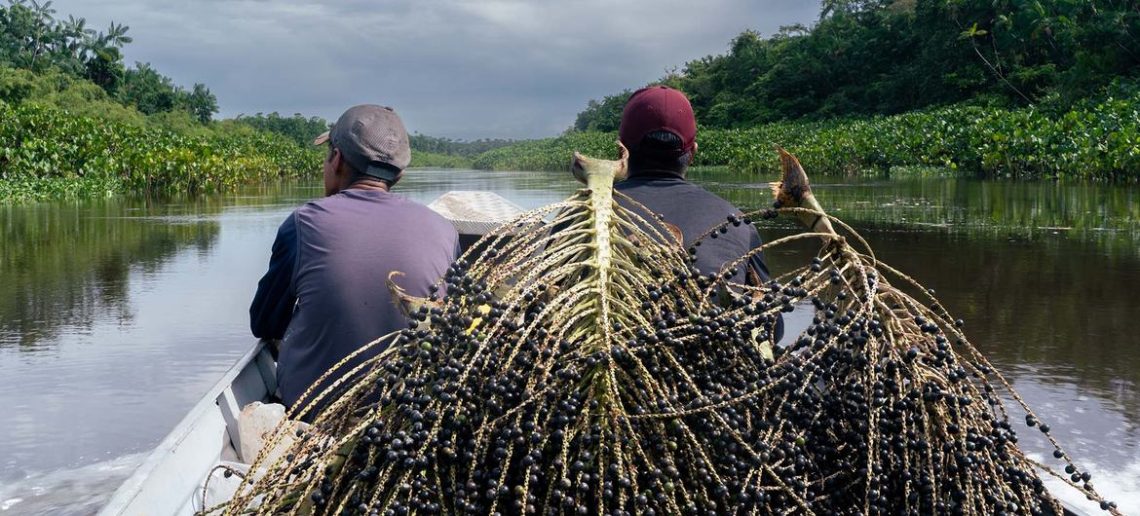 Vinculan el bienestar en la salud con la presencia de bosques. / Foto: ONU Noticias.