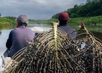 Vinculan el bienestar en la salud con la presencia de bosques. / Foto: ONU Noticias.